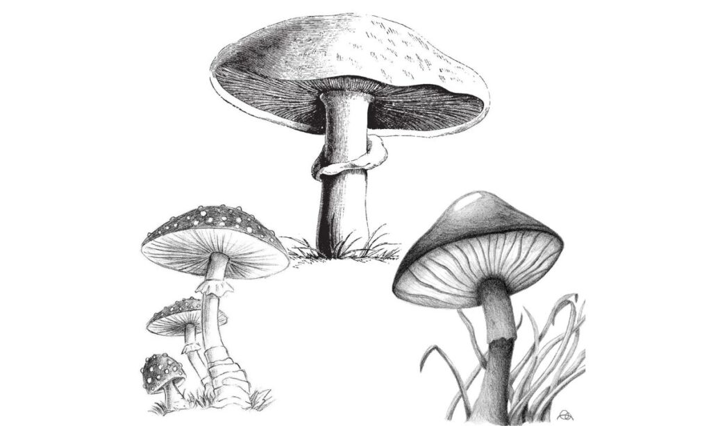 Essential Tools for Drawing Mushrooms