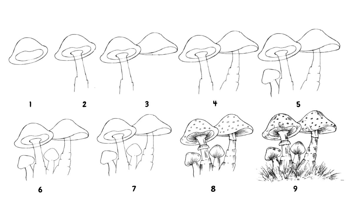 The Art of drawing:plcxcsjeqpq= mushroom: A Step-by-Step Guide (drawing= mushroom)