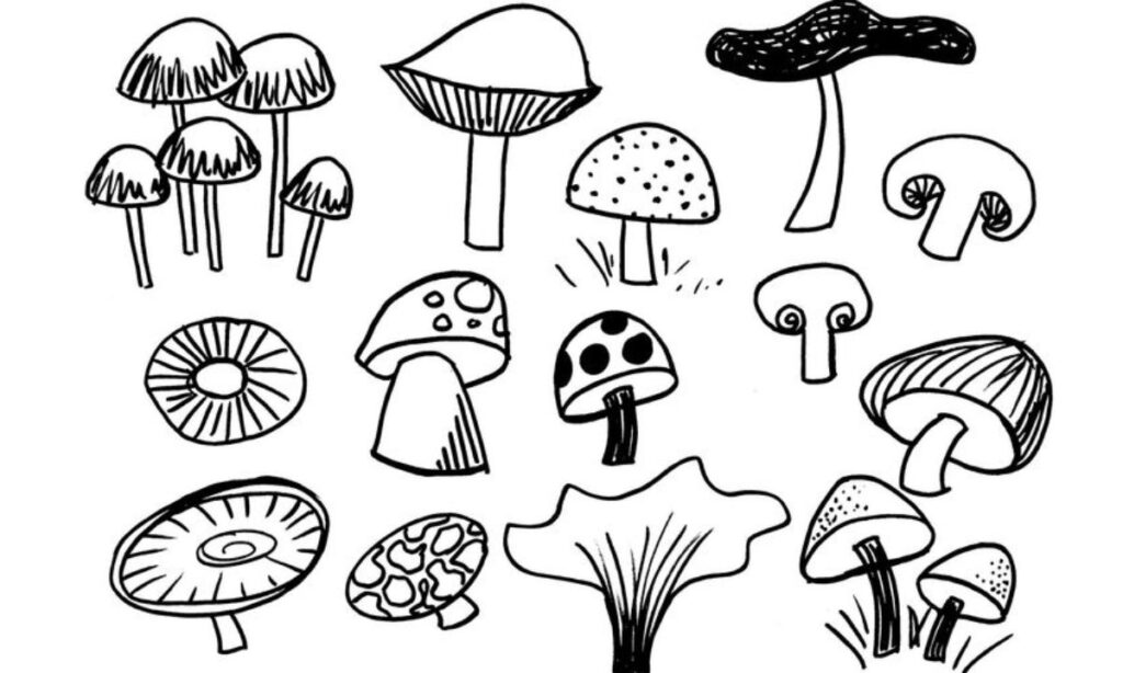 Tips for Improving Your Mushroom Drawings